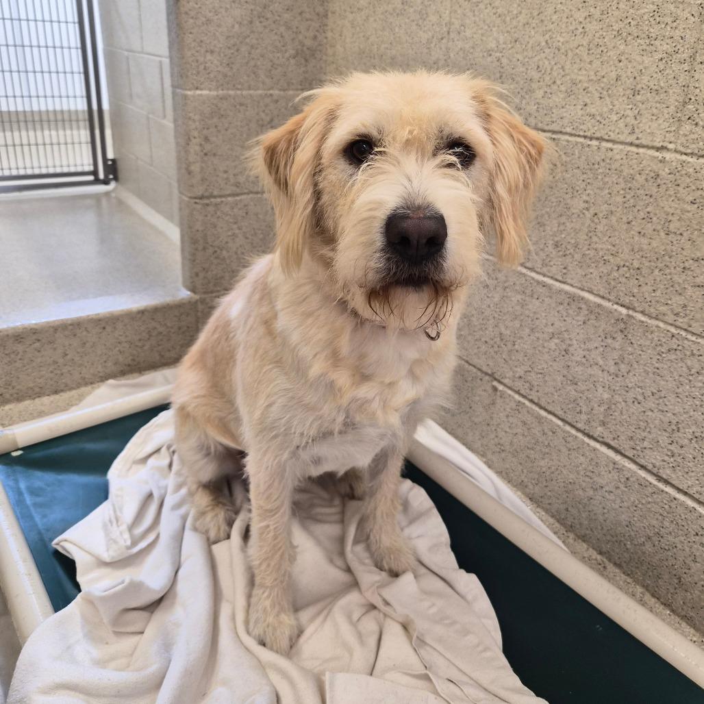 Enlarge Pearl, a Adoptable Mixed Breed in Woodstock, IL image 2/6