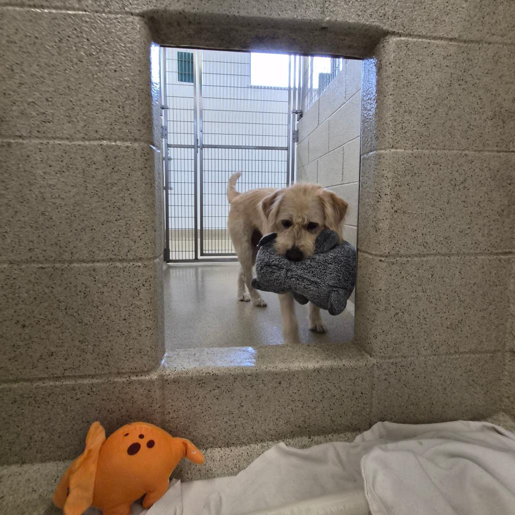 Enlarge Pearl, a Adoptable Mixed Breed in Woodstock, IL image 3/6