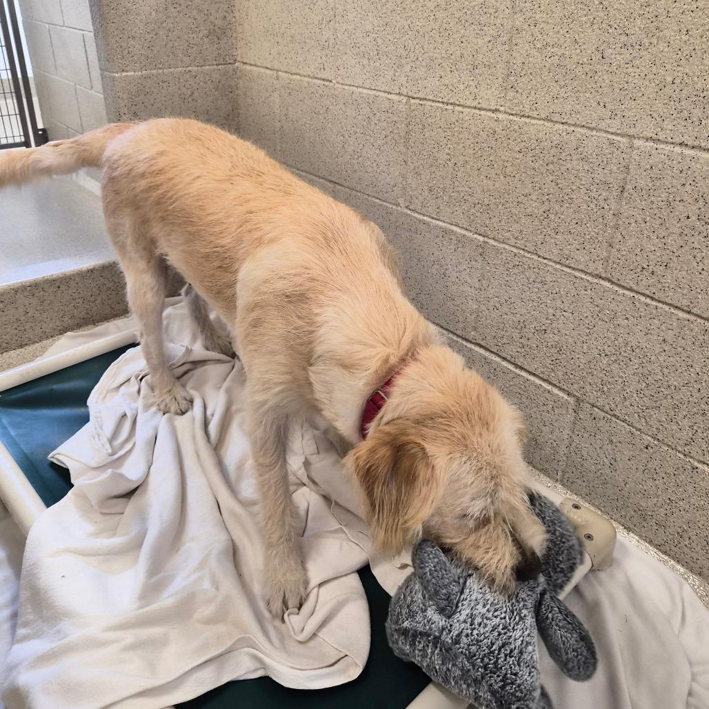 Enlarge Pearl, a Adoptable Mixed Breed in Woodstock, IL image 4/6