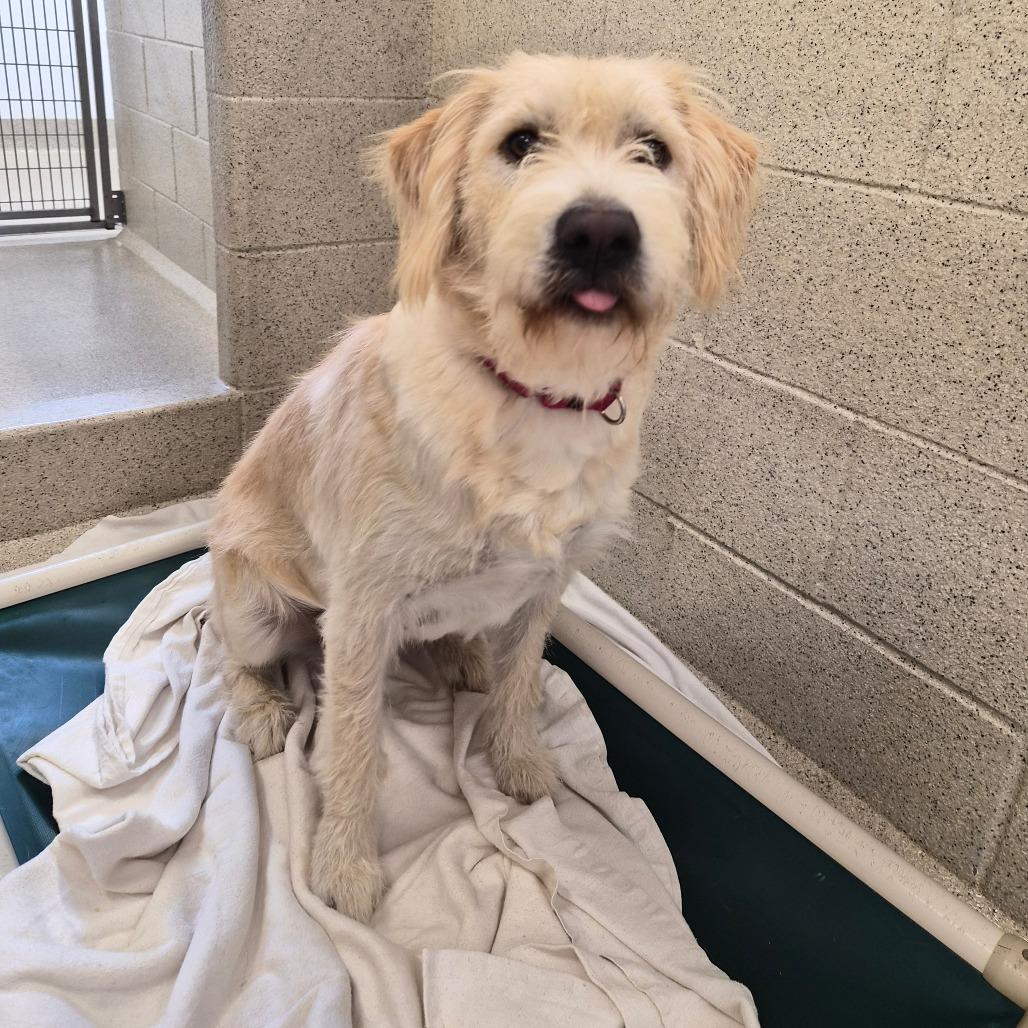 Enlarge Pearl, a Adoptable Mixed Breed in Woodstock, IL image 5/6