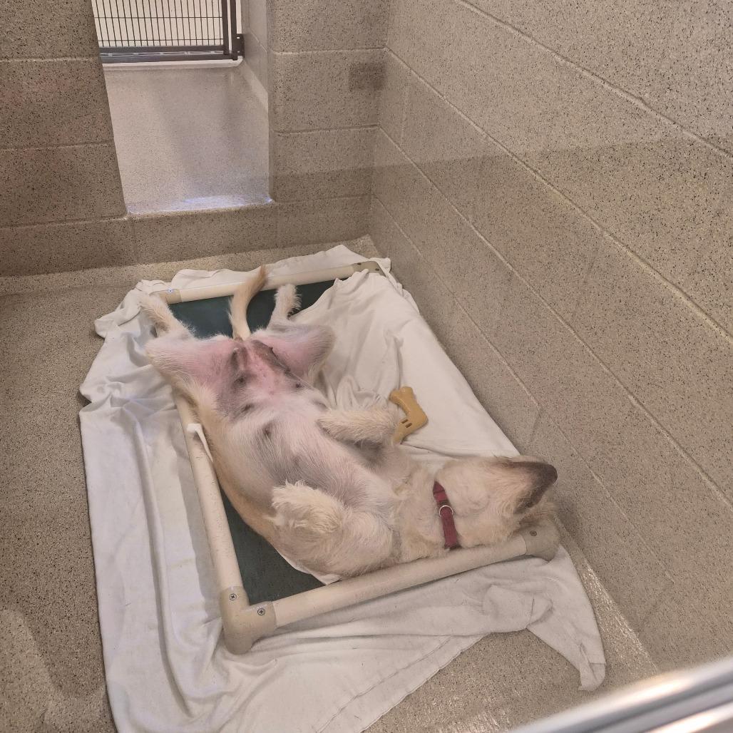 Enlarge Pearl, a Adoptable Mixed Breed in Woodstock, IL image 6/6