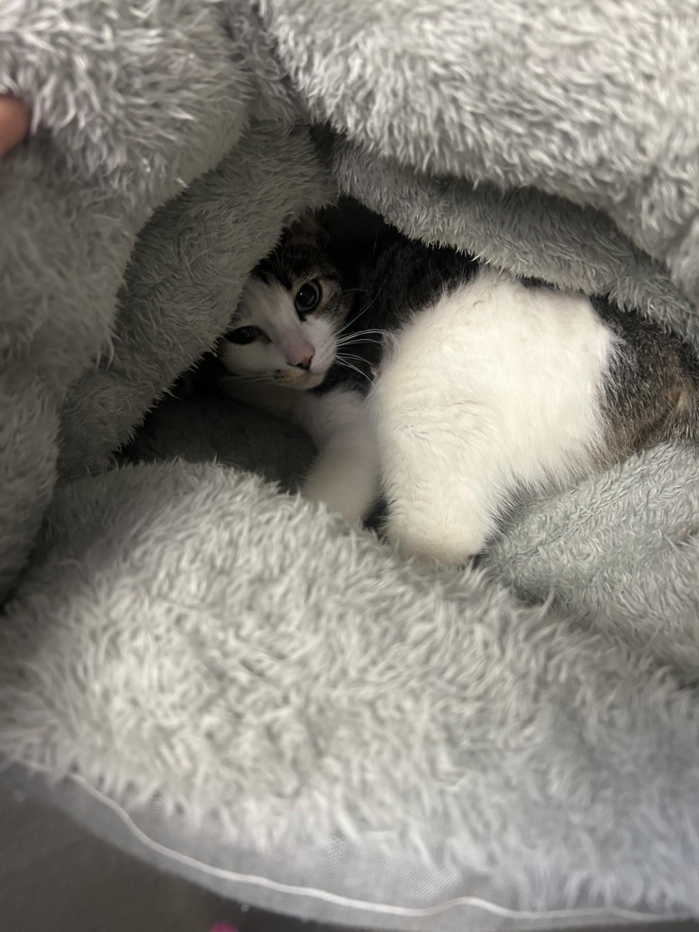 Marley, adopted, Young Female Domestic Long Hair.