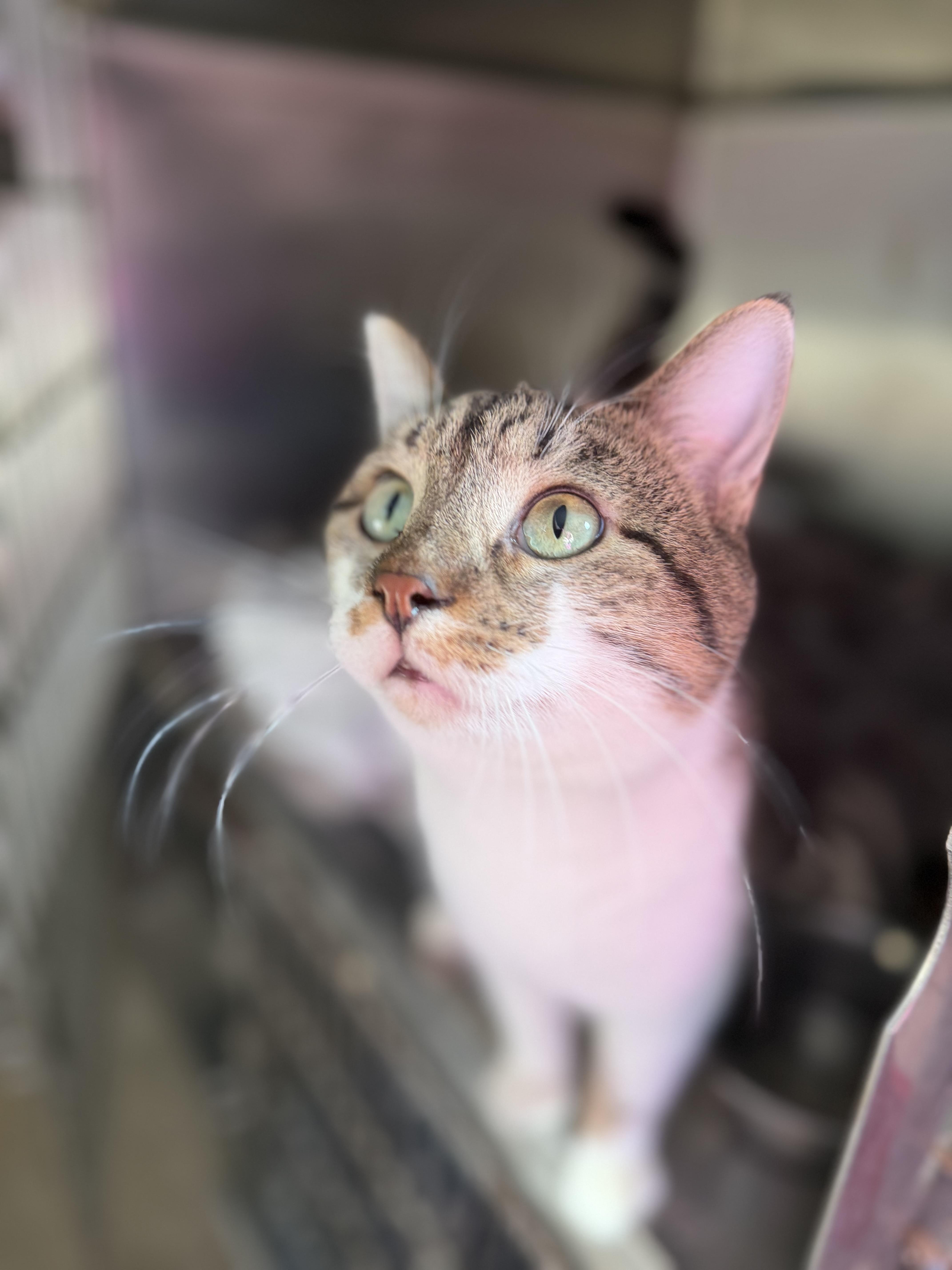 Enlarge Midas, a ADOPTABLE Domestic Short Hair in Elwood, IL image 3/3