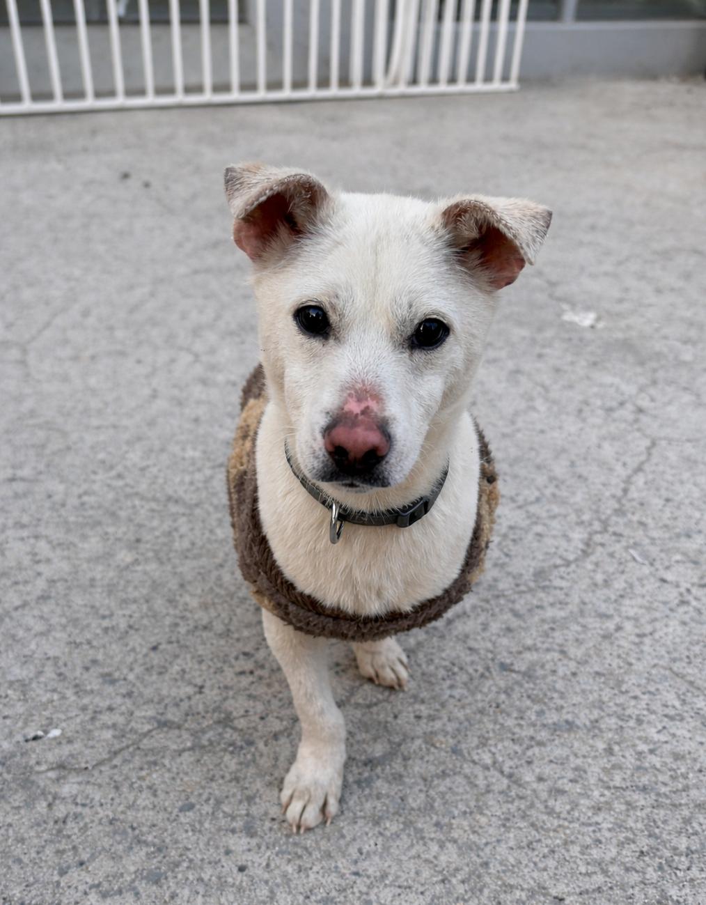 Enlarge Roger -Best Friend-18 lbs., a ADOPTABLE mixed breed in Elma, WA image 4/4