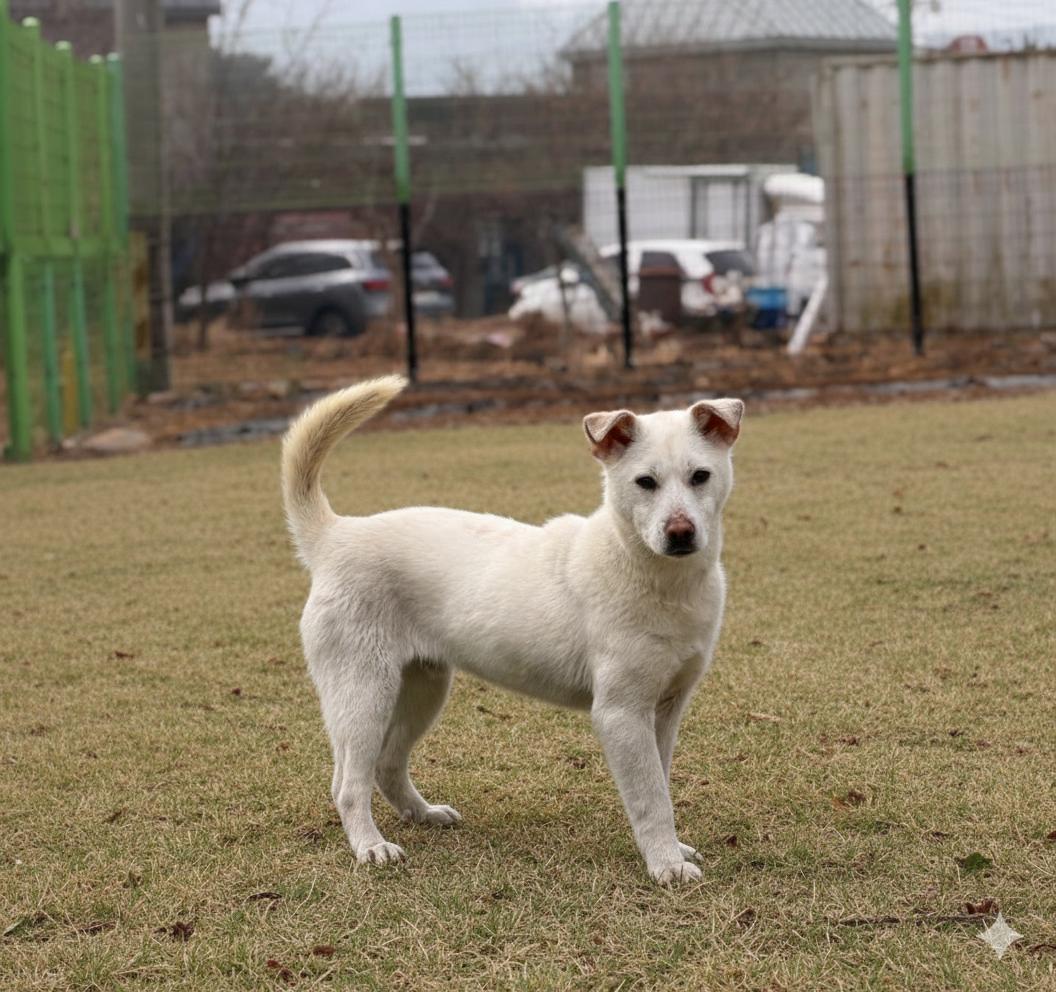 Enlarge Roger -Best Friend-18 lbs., a ADOPTABLE mixed breed in Elma, WA image 2/4
