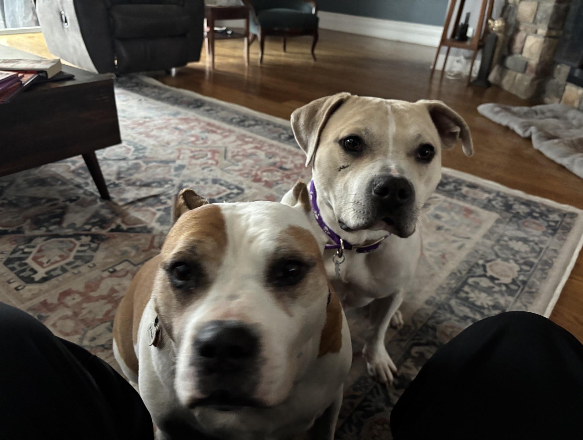 Enlarge Neutron, a Adoptable mixed breed in Oxford, MI image 5/6