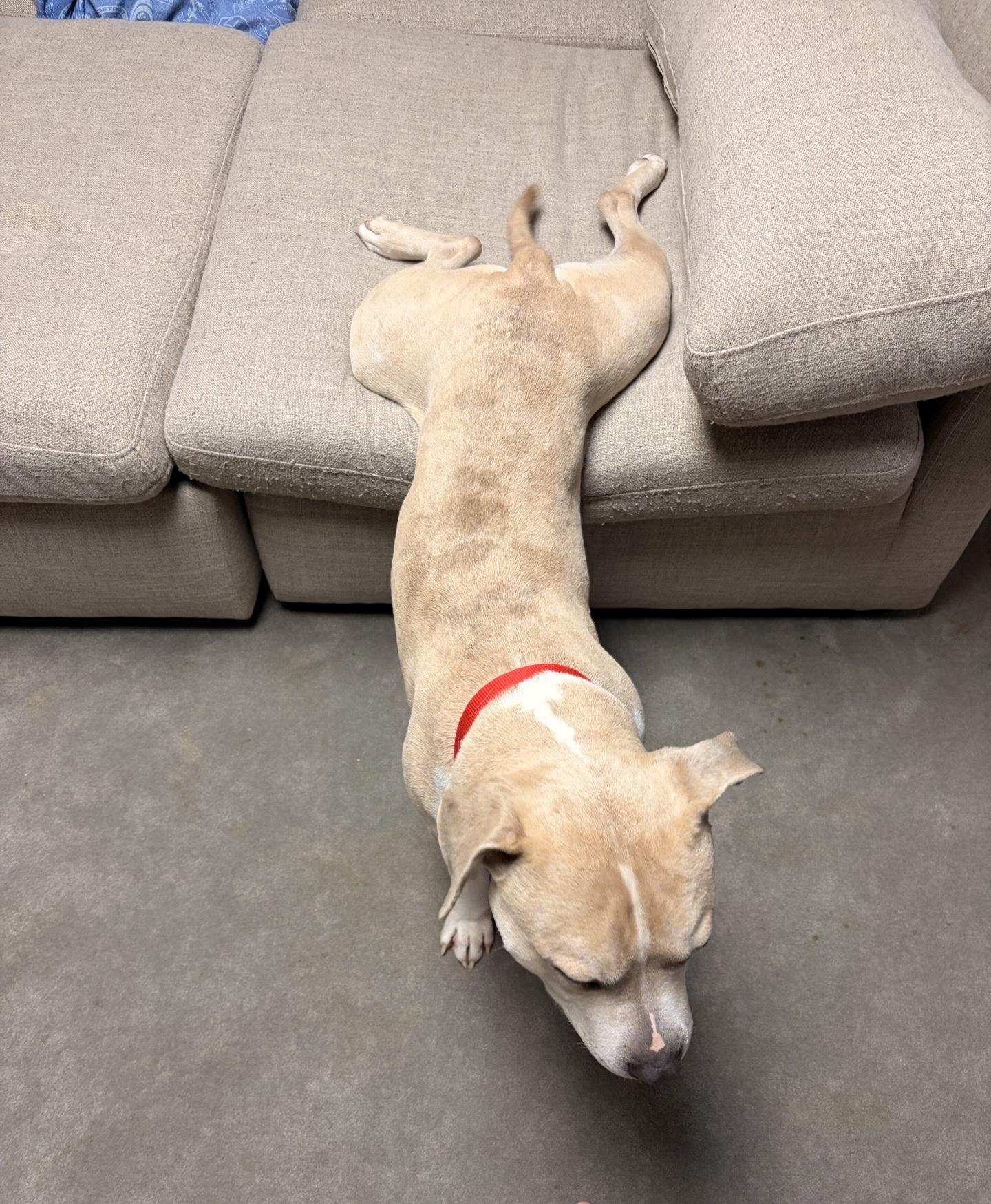 Enlarge Neutron, a Adoptable mixed breed in Oxford, MI image 5/6