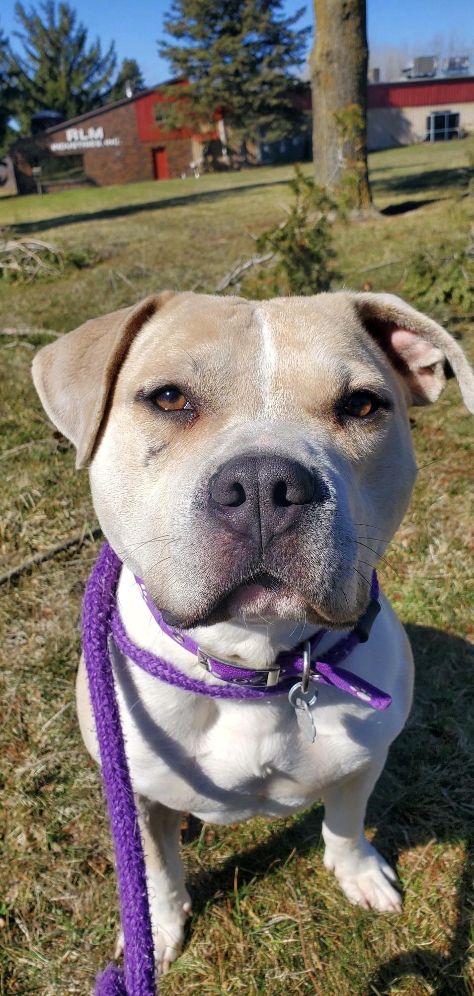 Enlarge Neutron, a Adoptable mixed breed in Oxford, MI image 1/6