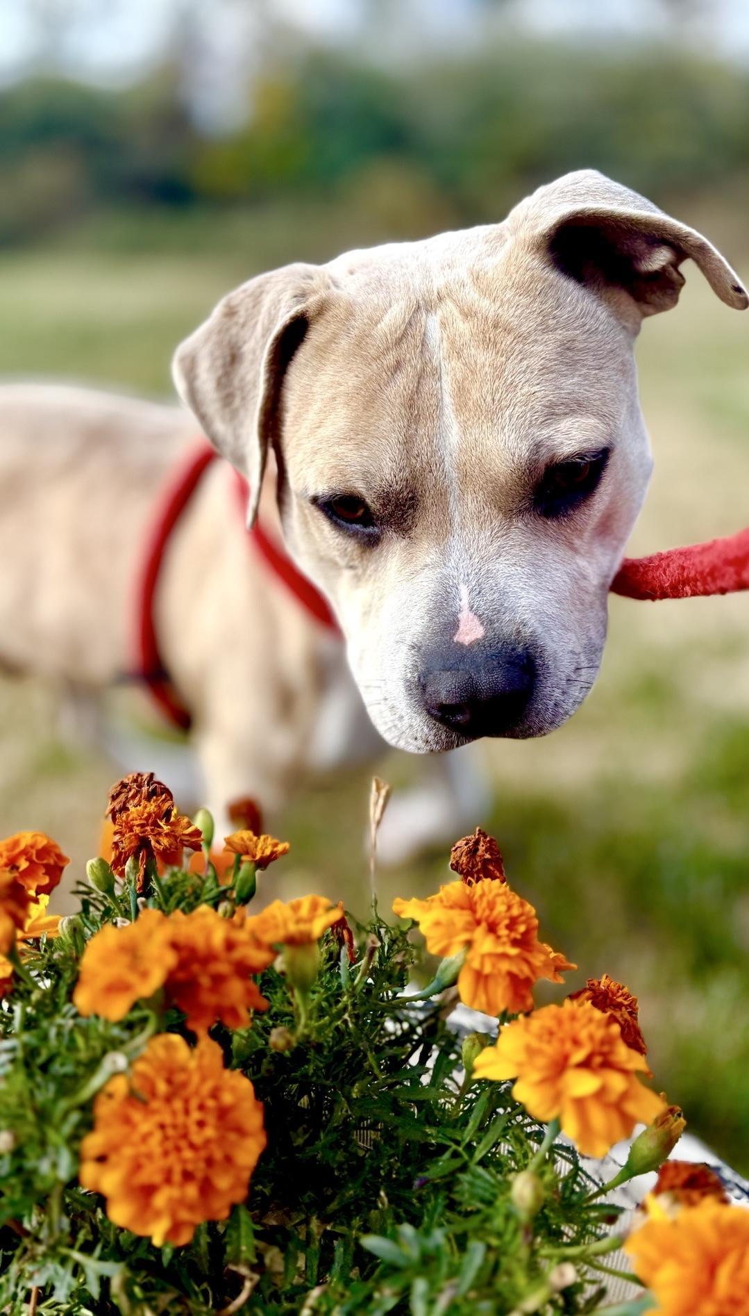 Neutron, Adoptable, Young Male Staffordshire Bull Terrier & Mixed Breed.