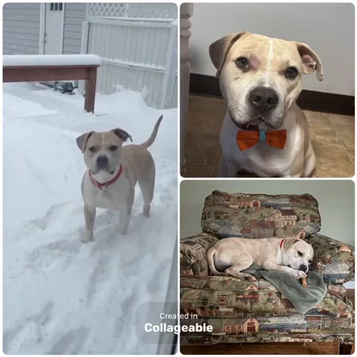 Enlarge Neutron, a Adoptable mixed breed in Oxford, MI video 6/6