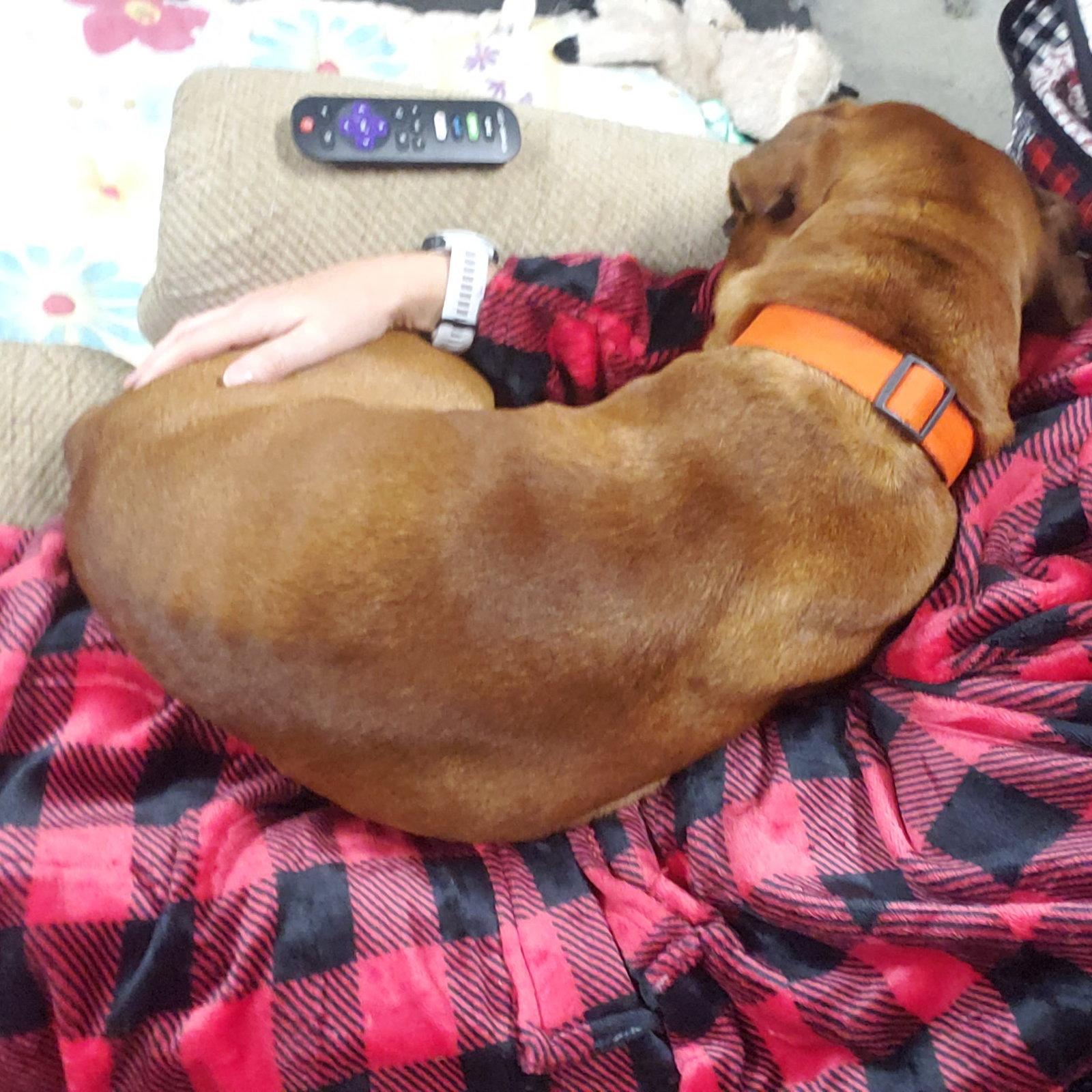 Toby, Adoptable, Adult Male Boxer & Shar-Pei.