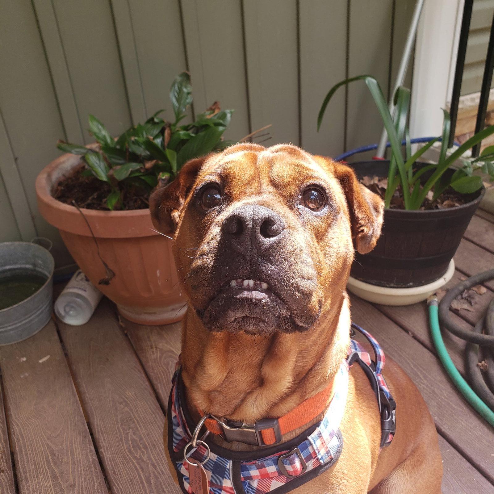 Toby, a Adoptable mixed breed in Rural Hall, NC image 2/3