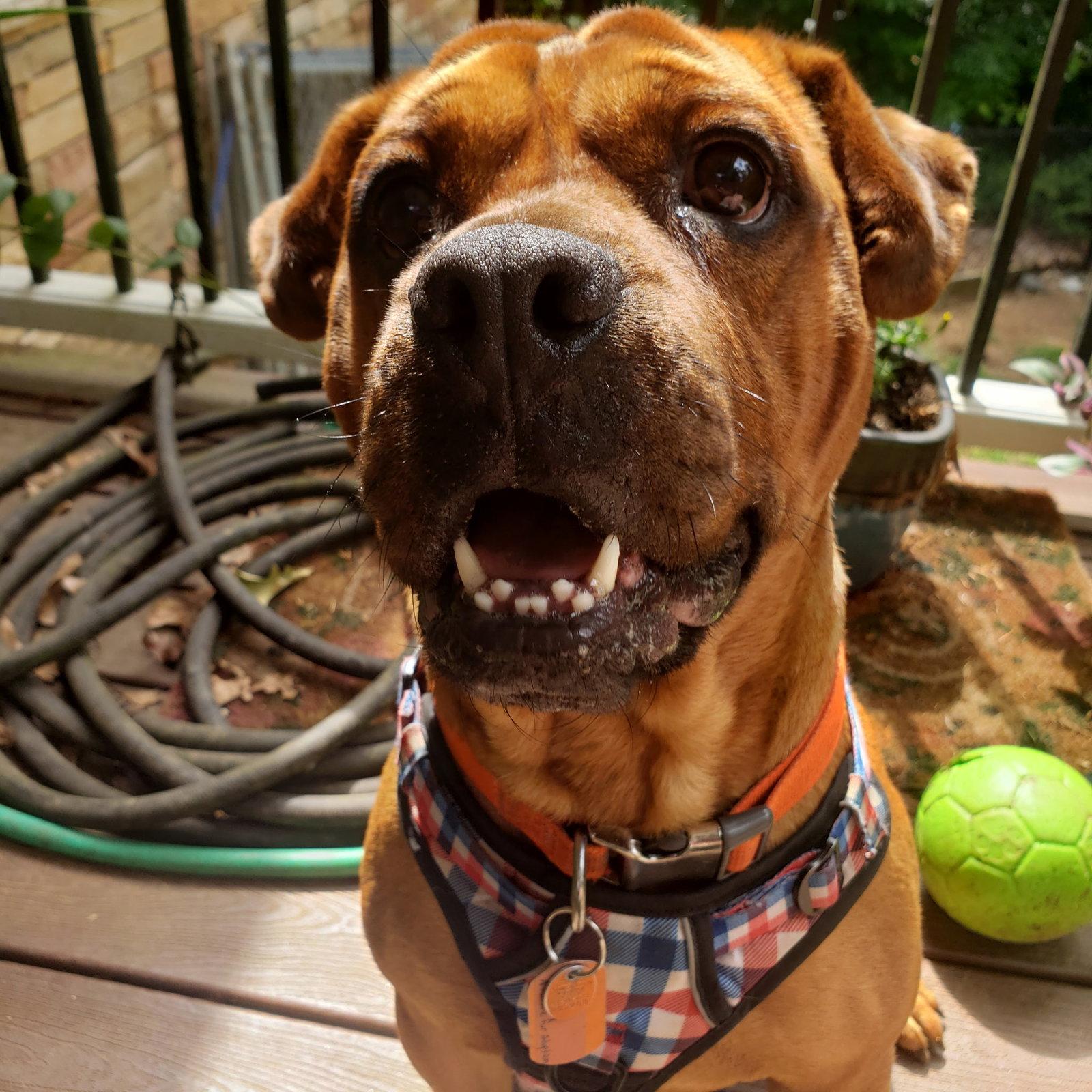 Toby, a Adoptable mixed breed in Rural Hall, NC image 3/3