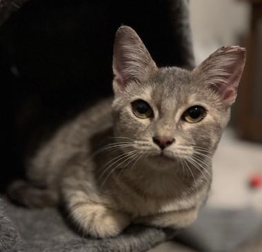 Enlarge Mika, a Adoptable Domestic Short Hair in Lafayette, LA image 2/4