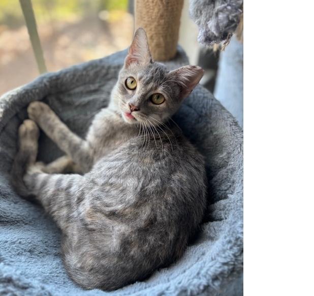 Enlarge Mika, a Adoptable Domestic Short Hair in Lafayette, LA image 3/4