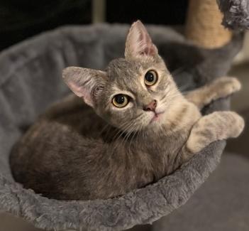 Enlarge Mika, a Adoptable Domestic Short Hair in Lafayette, LA image 1/4