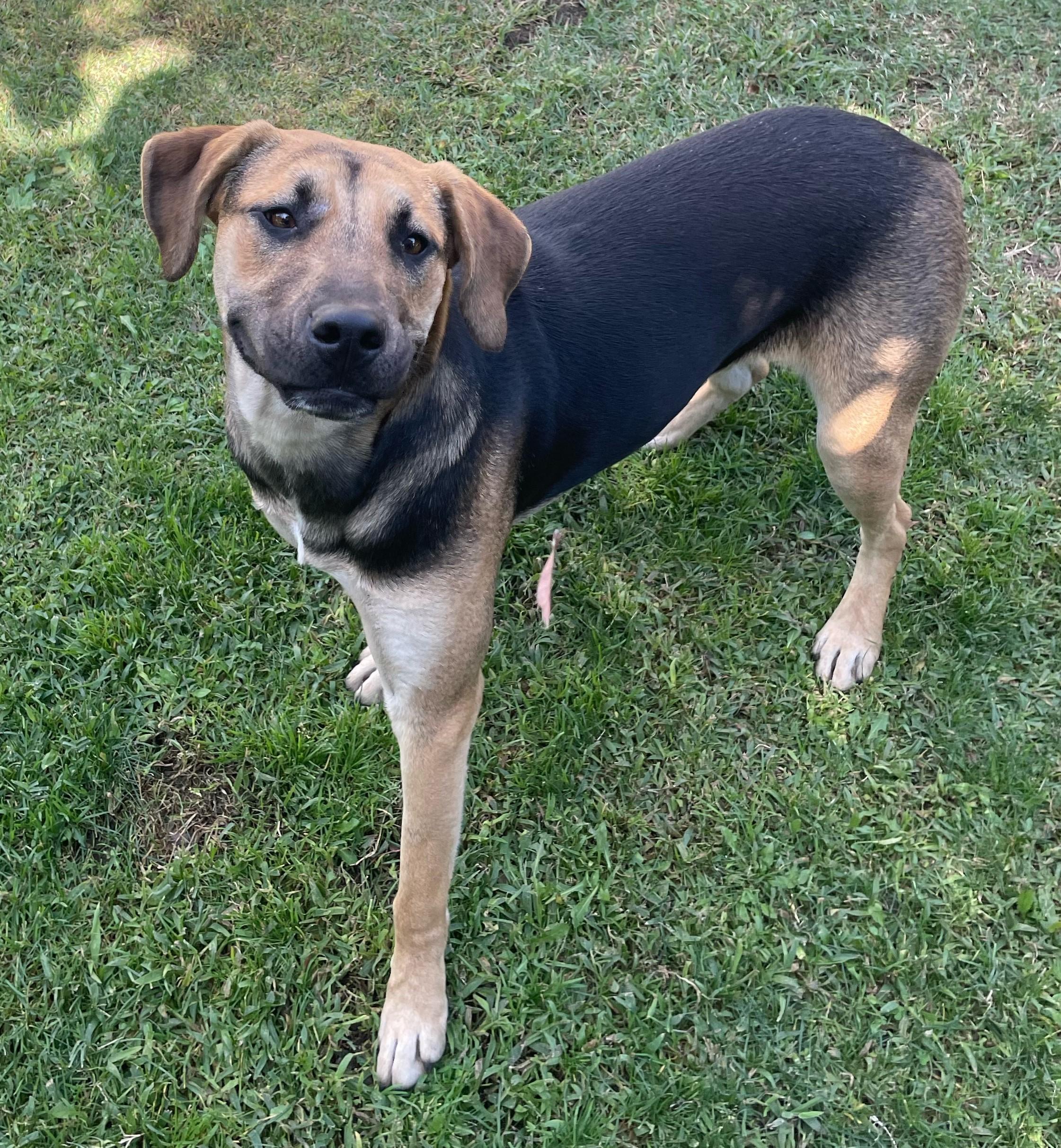 Todd, a Adoptable mixed breed in Lathrop, CA image 1/4