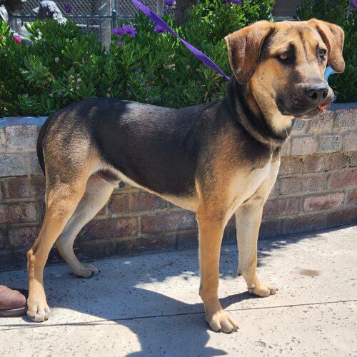 Todd, a Adoptable mixed breed in Lathrop, CA image 2/4