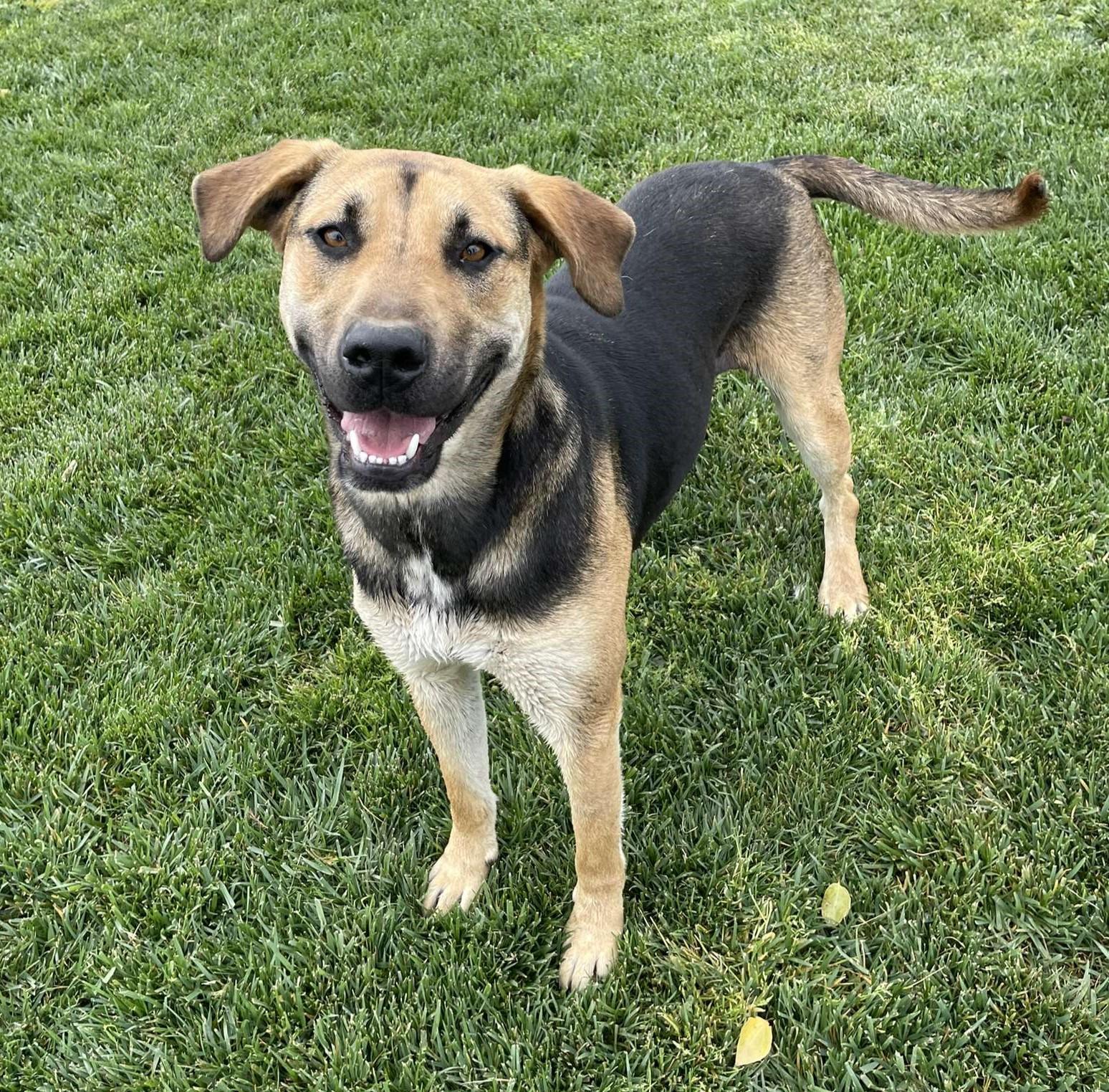 Todd, Adoptable, Young Male German Shepherd Dog & Mixed Breed.
