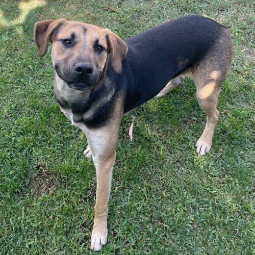 Enlarge Todd, a Adoptable mixed breed in Lathrop, CA image 2/2