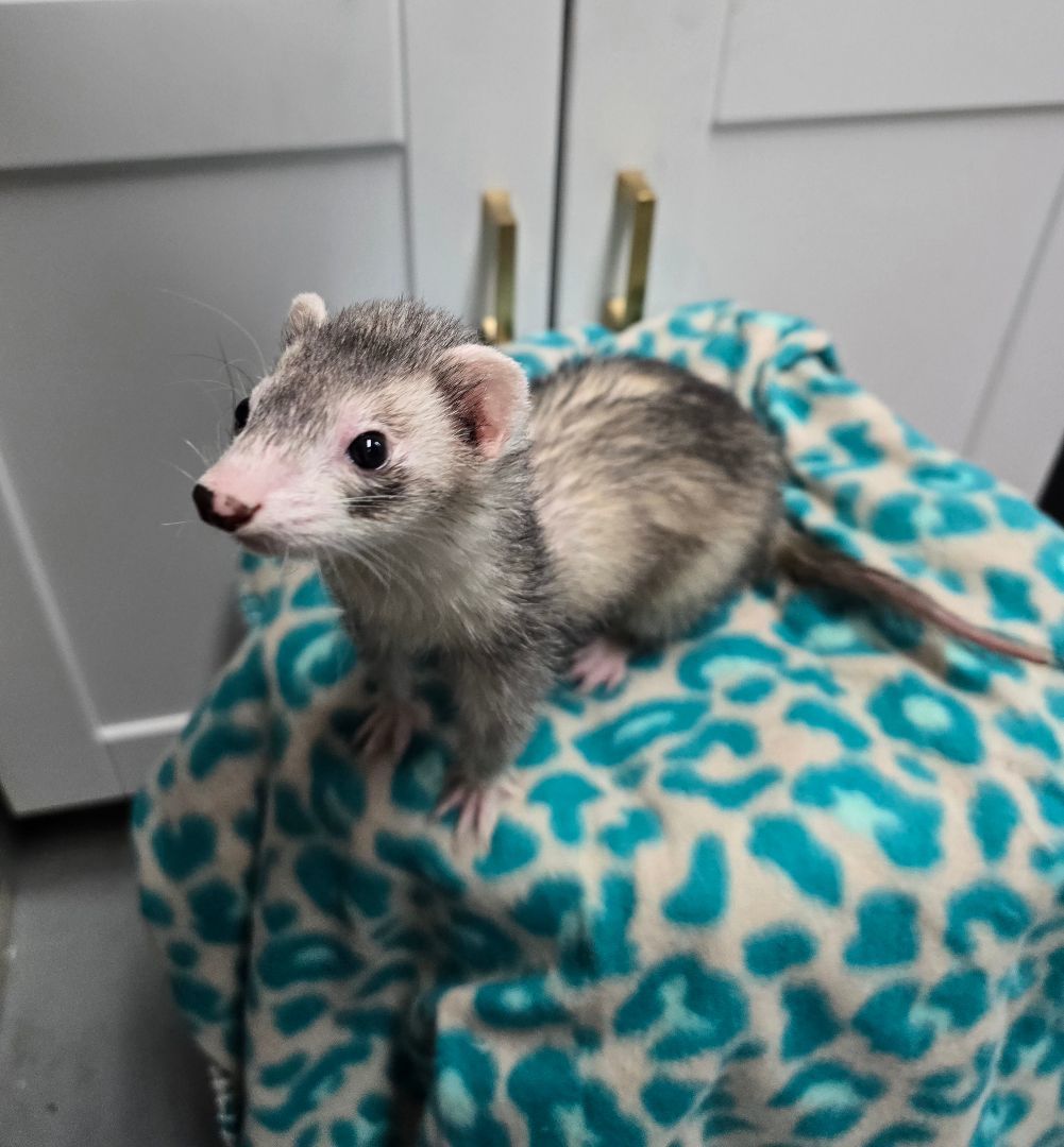 Ferret for adoption Sara, a Ferret in Randolph, NJ Petfinder