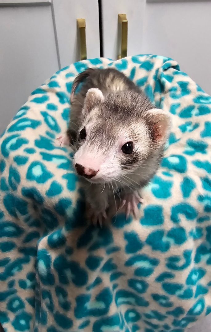 Ferret for adoption Sara, a Ferret in Randolph, NJ Petfinder
