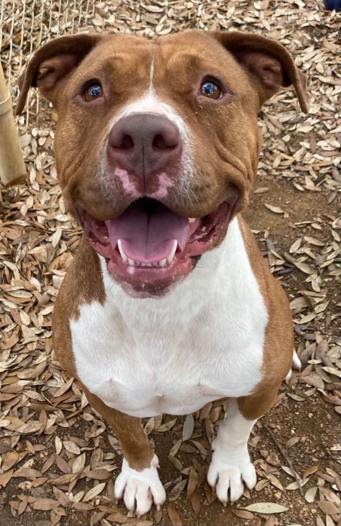Nala, Adoptable, Adult Female Pit Bull Terrier & Mixed Breed.