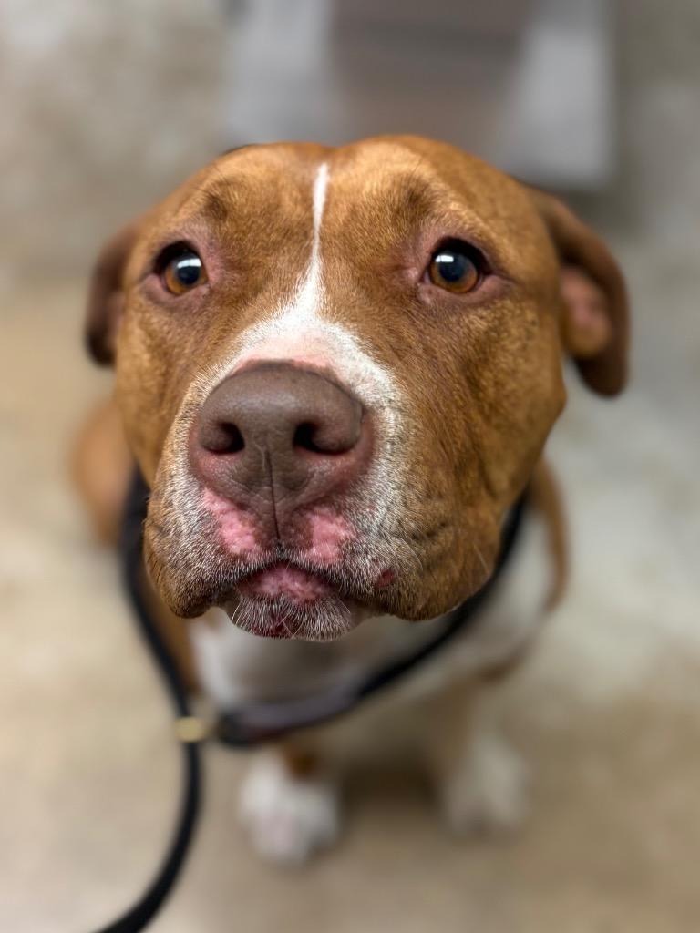 Nala, Adoptable, Adult Female Pit Bull Terrier & Mixed Breed.