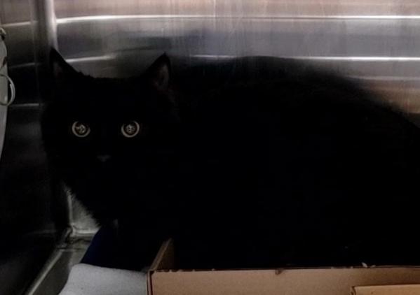 Enlarge Tip, a Adoptable mixed breed in Staten Island, NY image 1/1