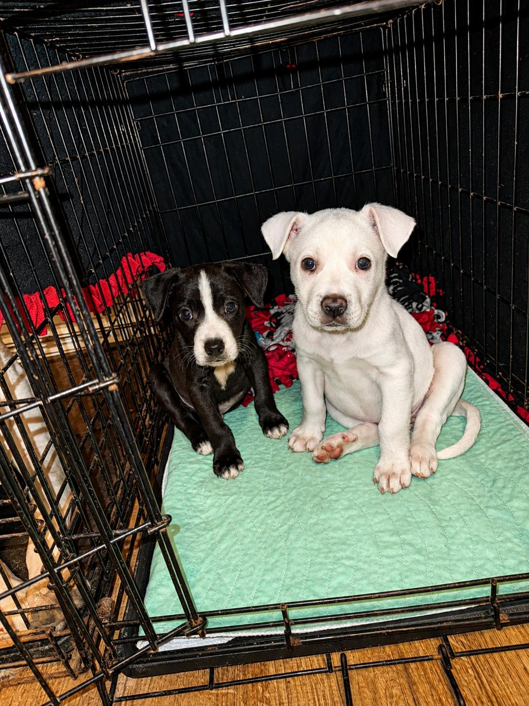 Lucy, a ADOPTABLE Mixed Breed in Kenosha, WI image 3/3