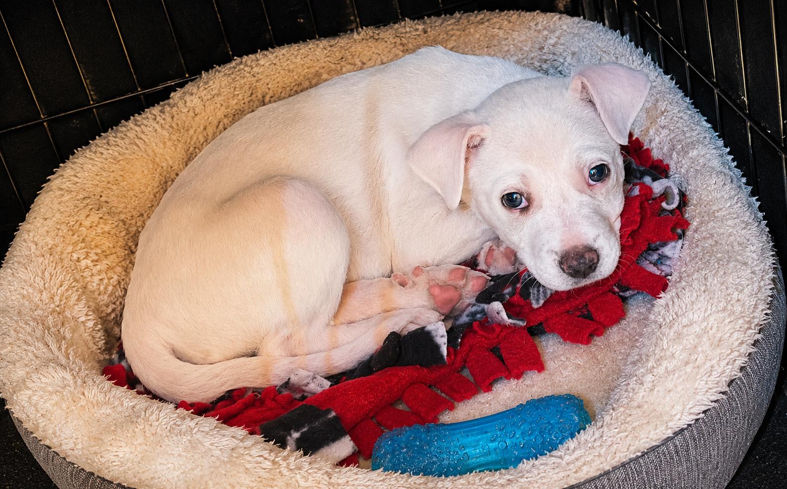 Lucy, a ADOPTABLE Mixed Breed in Kenosha, WI image 1/3