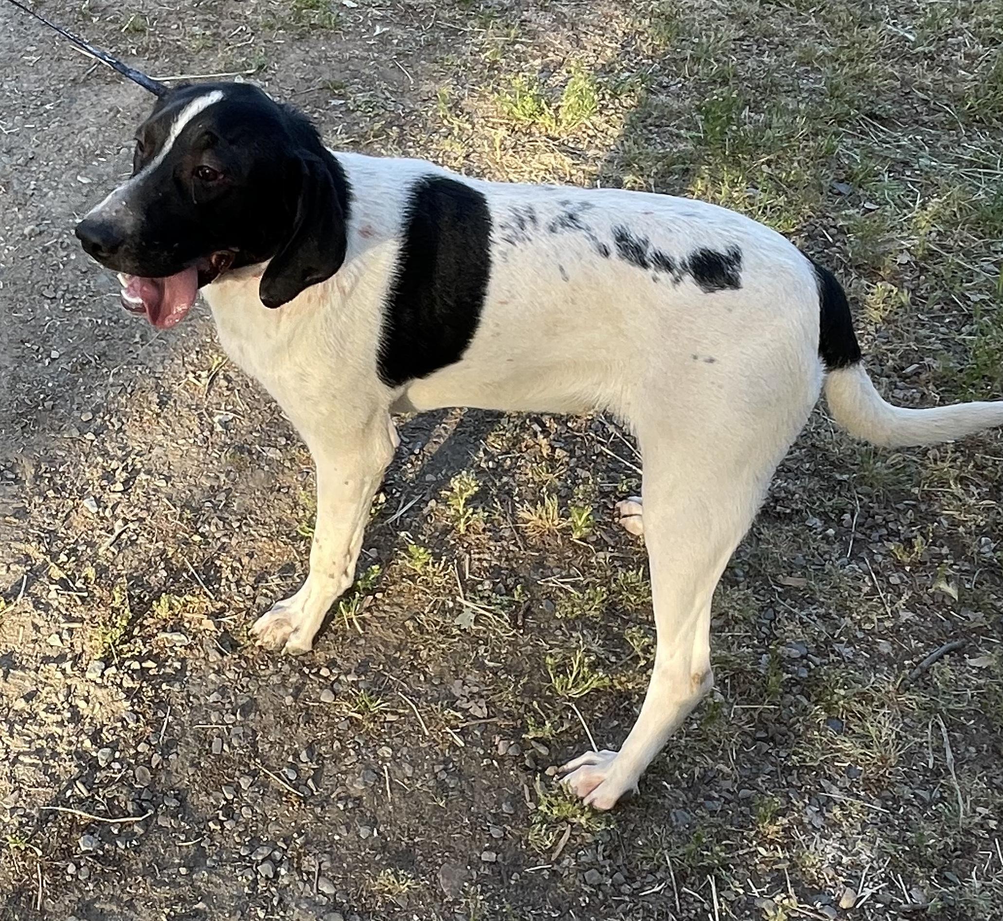 Brutus 0224, an adoptable Hound in Sonora, CA, 95370 | Photo Image 6