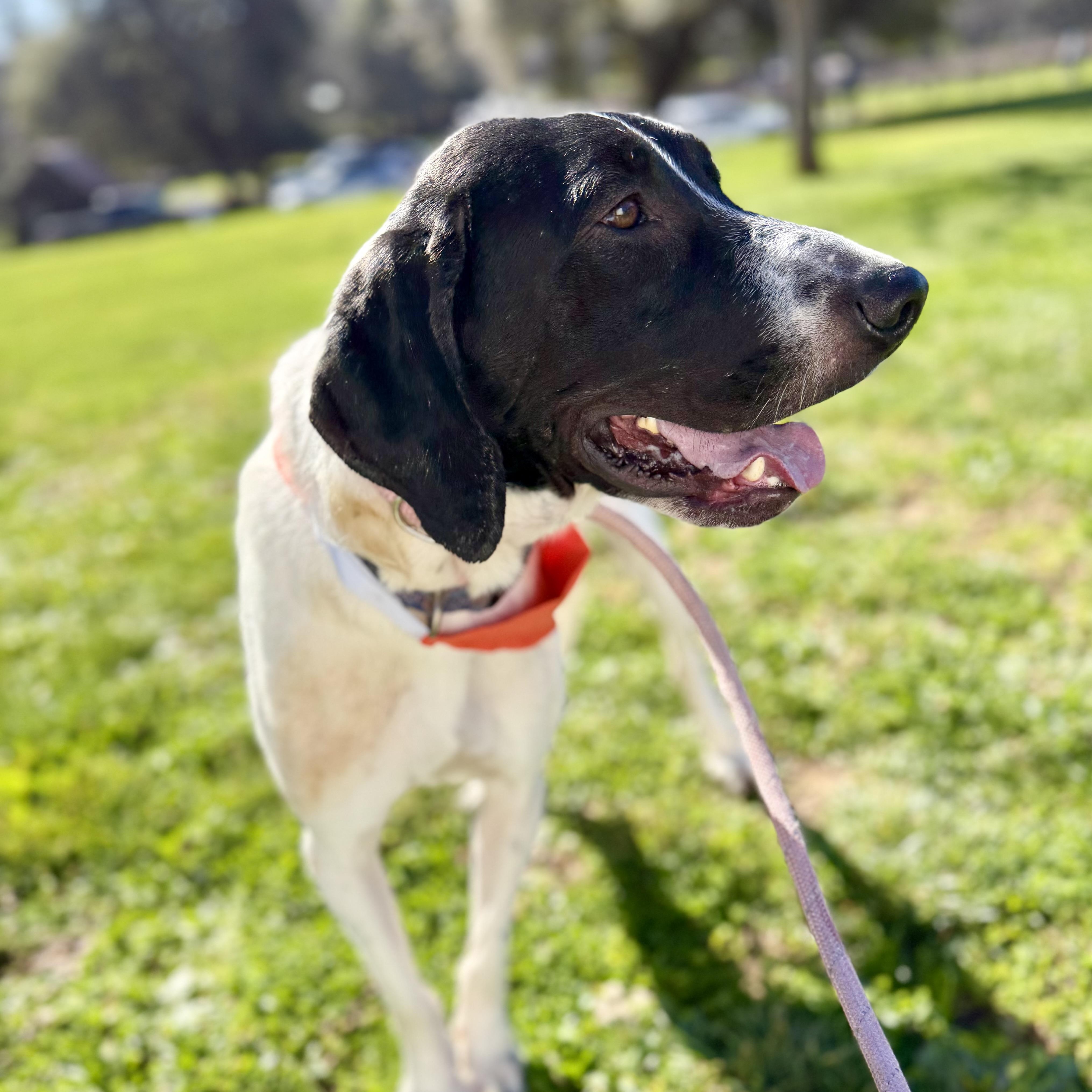 Enlarge Brutus 0224, a Adoptable mixed breed in Sonora, CA image 1/4