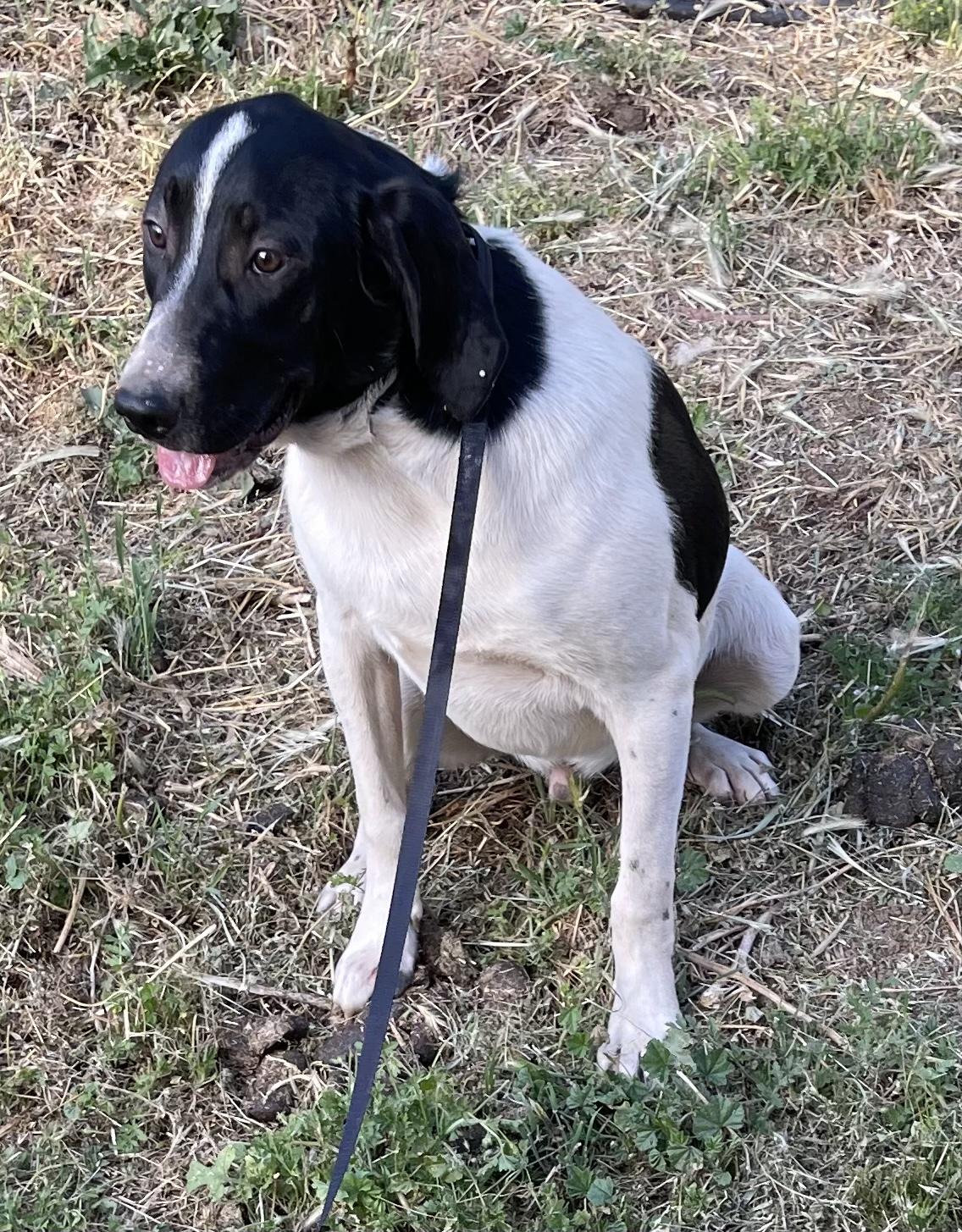 Brutus 0224, an adoptable Hound in Sonora, CA, 95370 | Photo Image 4