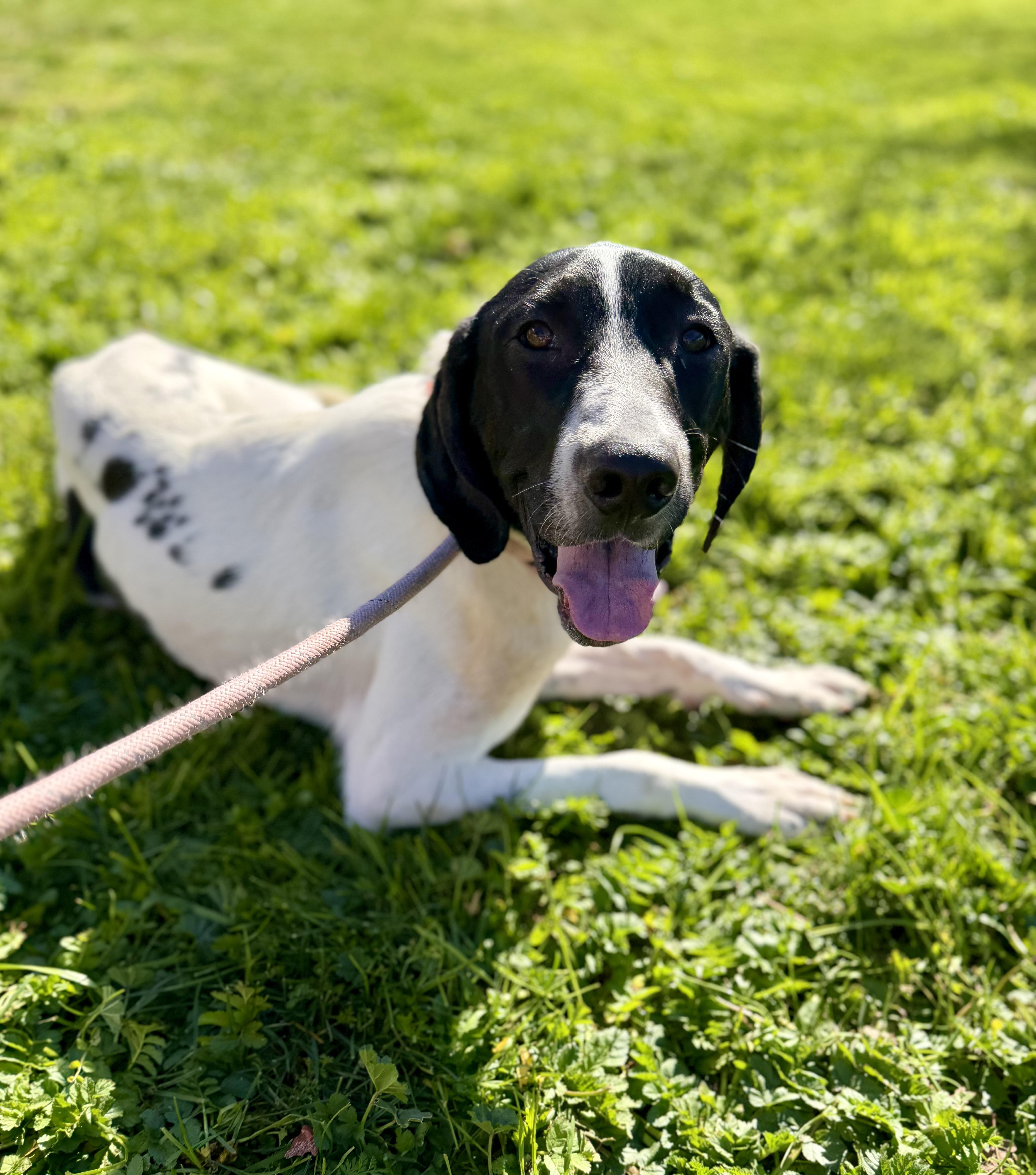 Enlarge Brutus 0224, a Adoptable mixed breed in Sonora, CA image 2/4