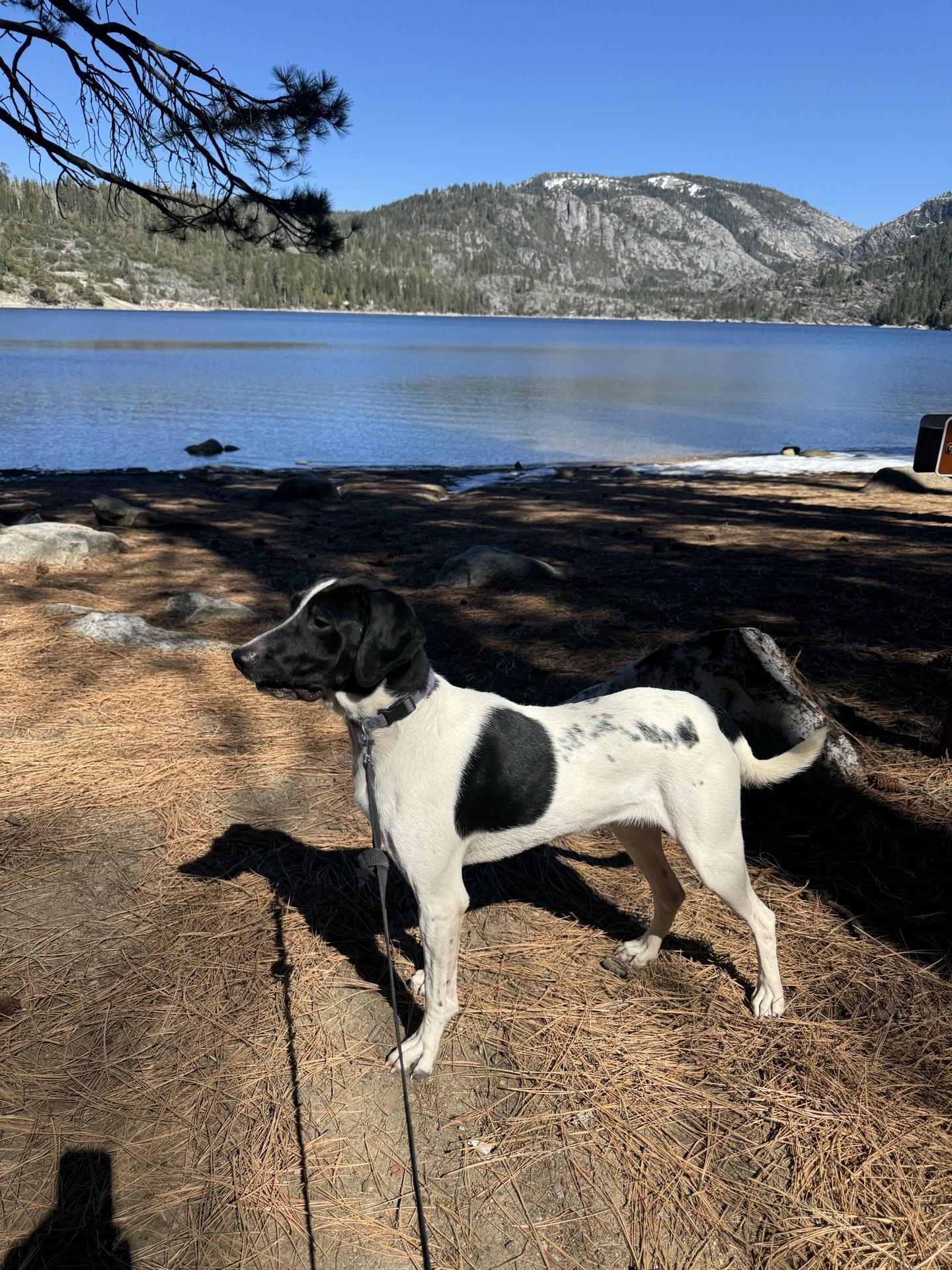 Enlarge Brutus 0224, a Adoptable mixed breed in Sonora, CA image 4/5