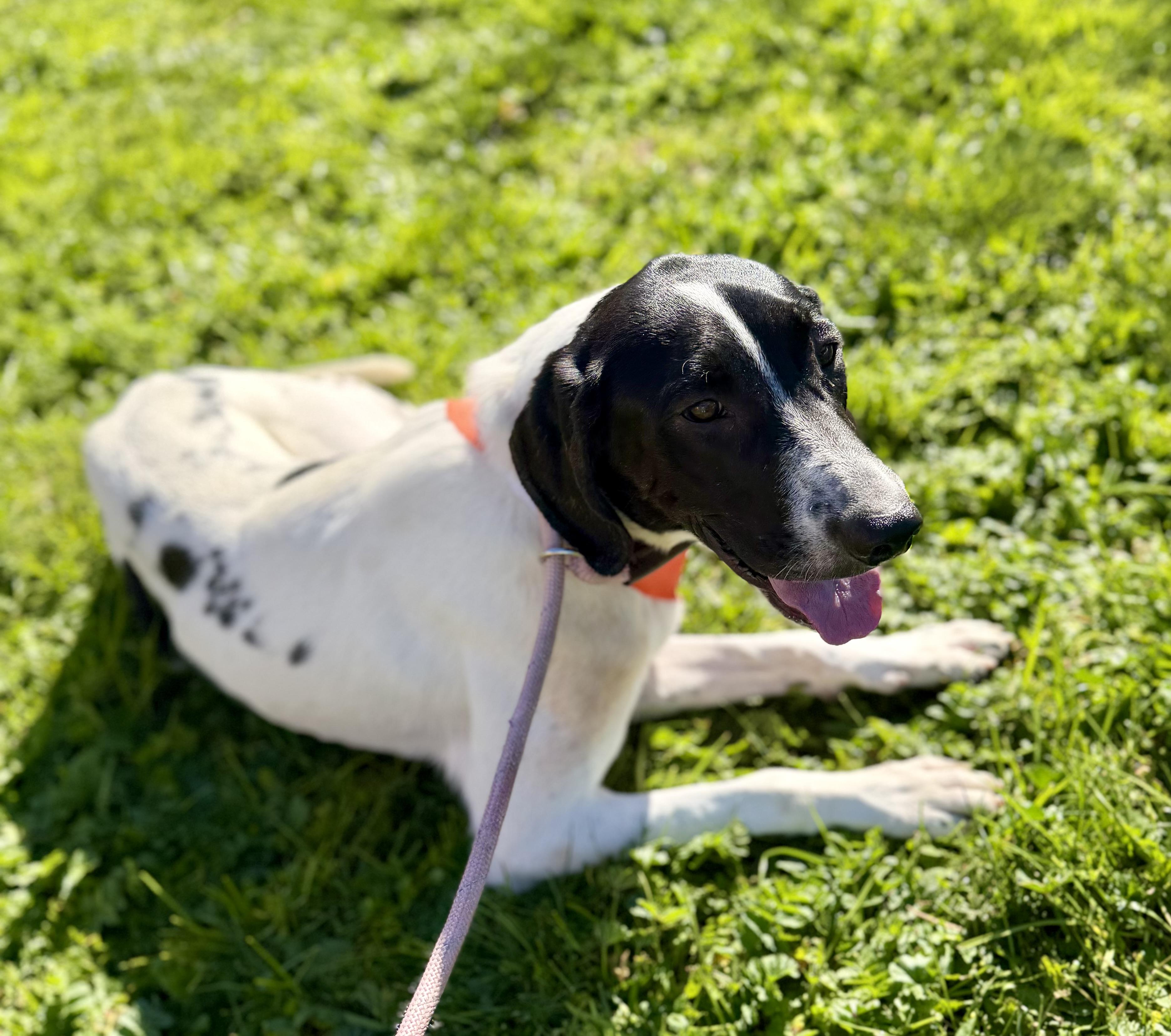 Enlarge Brutus 0224, a Adoptable mixed breed in Sonora, CA image 4/4