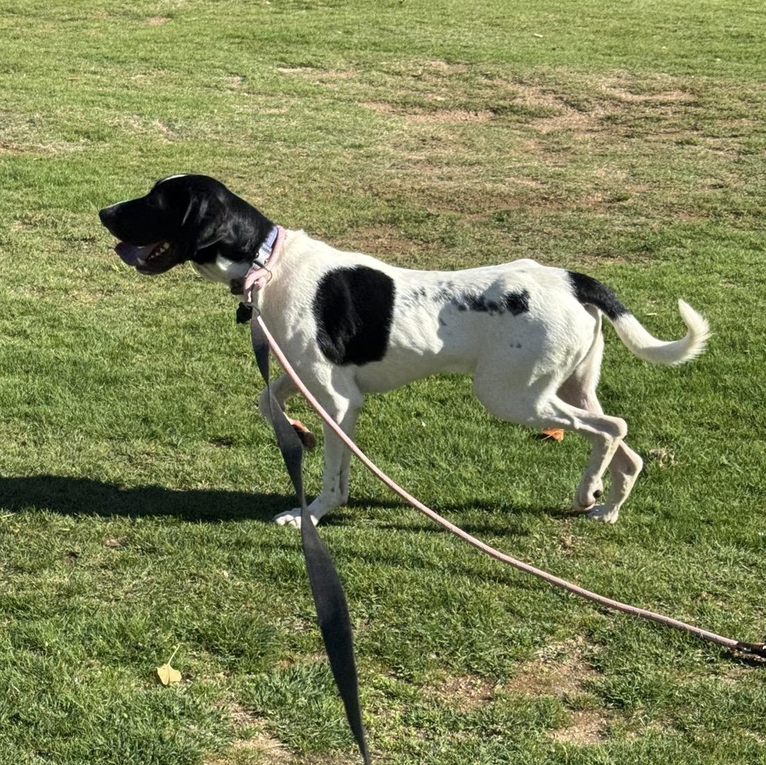 Enlarge Brutus 0224, a Adoptable mixed breed in Sonora, CA image 1/6