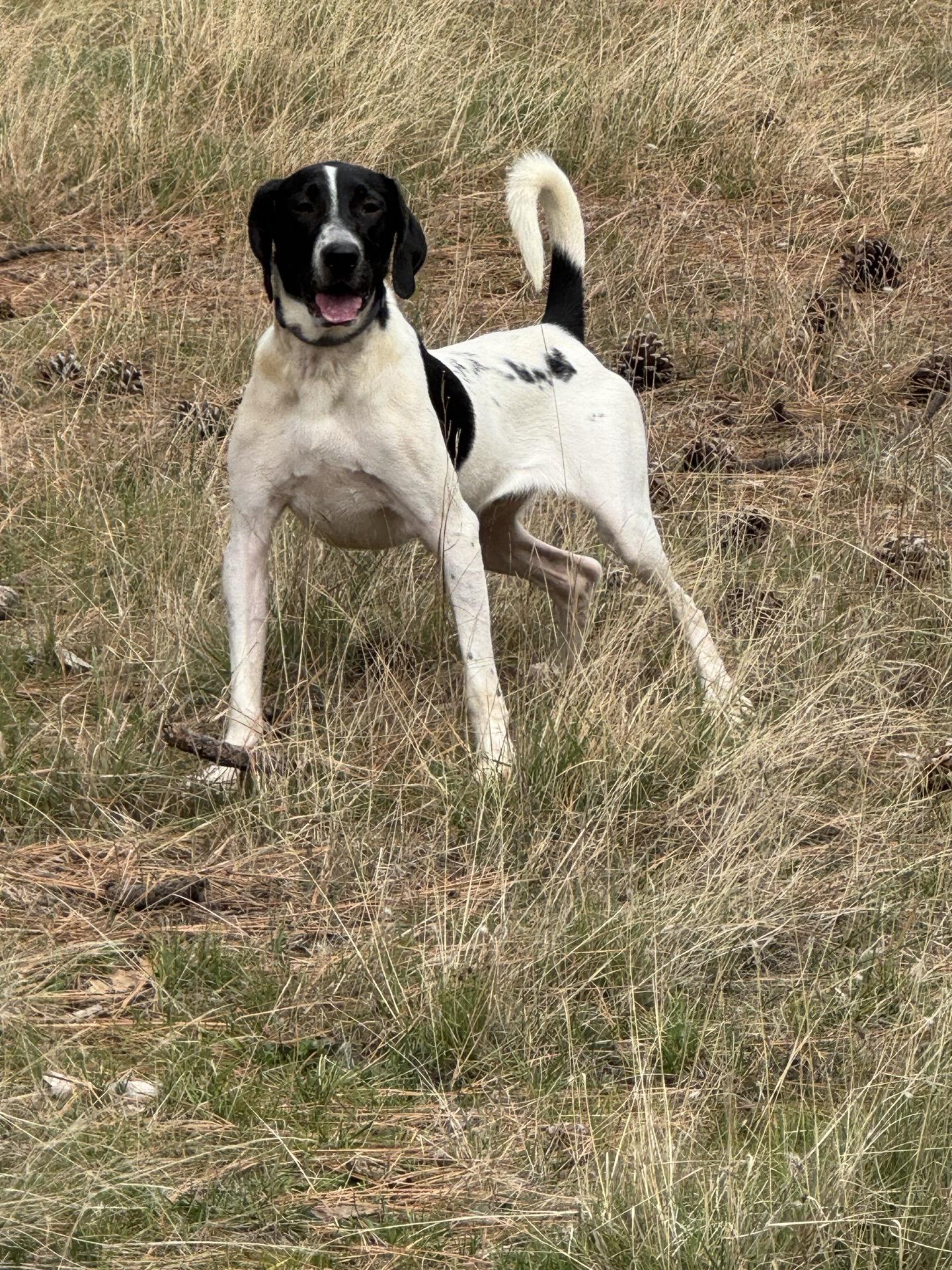 Enlarge Brutus 0224, a Adoptable mixed breed in Sonora, CA image 3/5