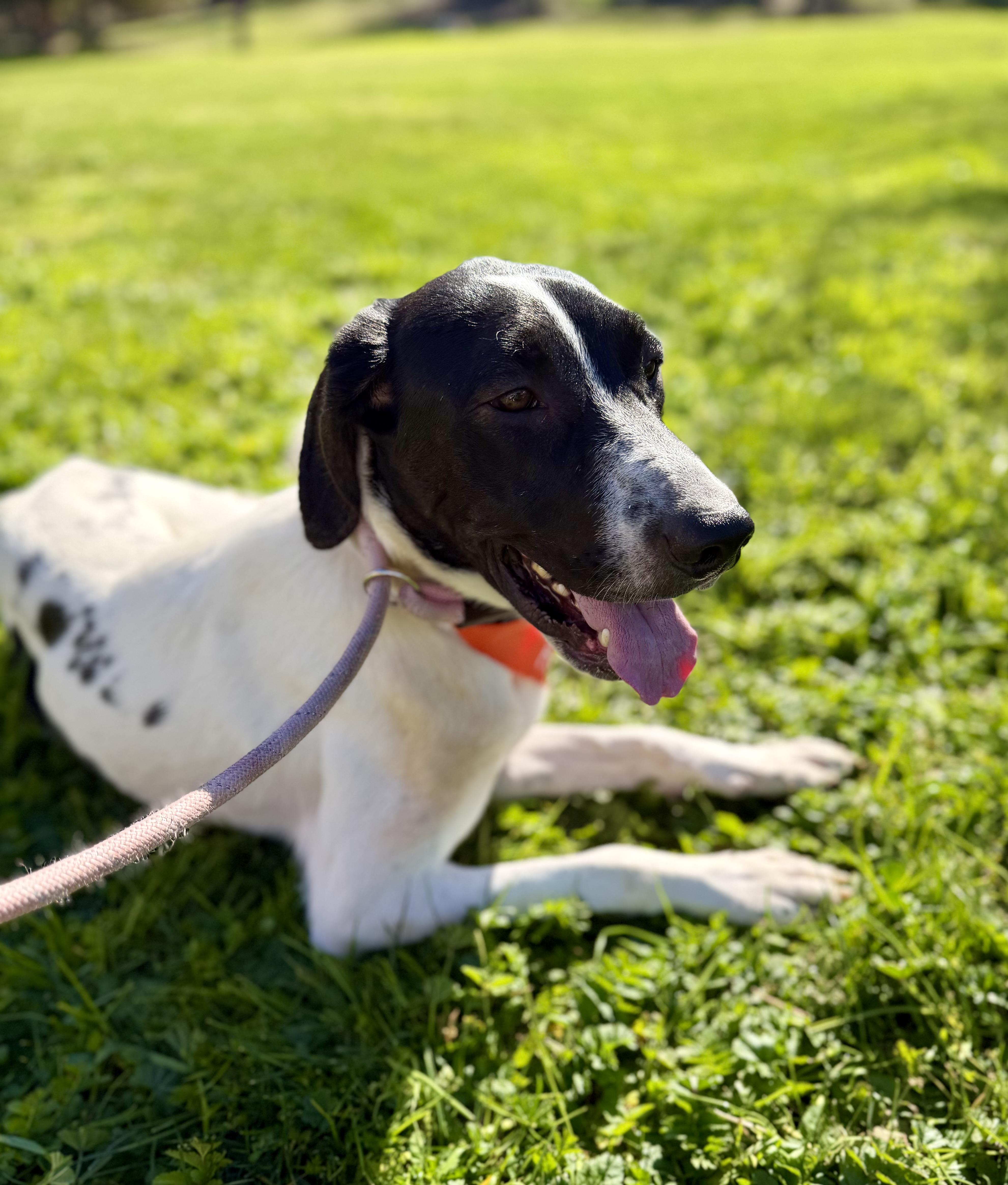Enlarge Brutus 0224, a Adoptable mixed breed in Sonora, CA image 3/4