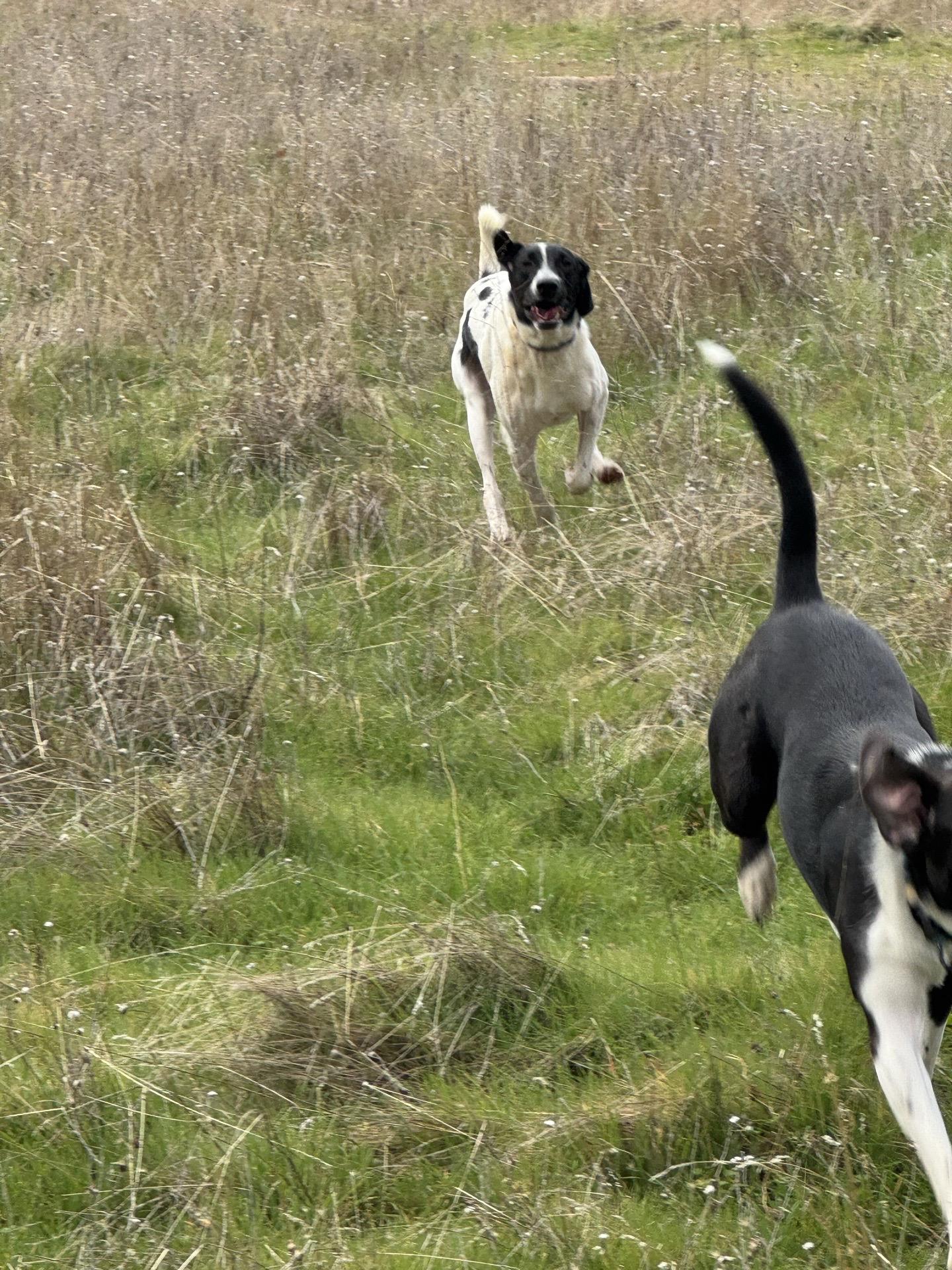 Enlarge Brutus 0224, a Adoptable mixed breed in Sonora, CA image 5/5