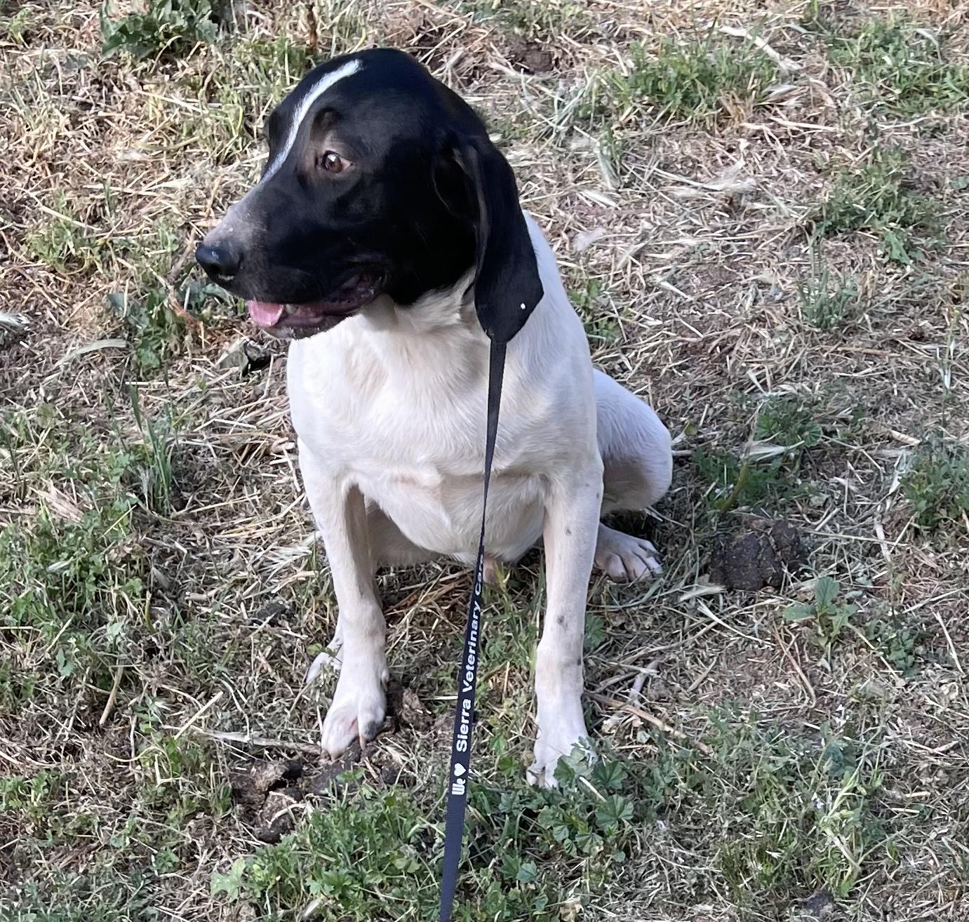 Brutus 0224, an adoptable Hound in Sonora, CA, 95370 | Photo Image 5