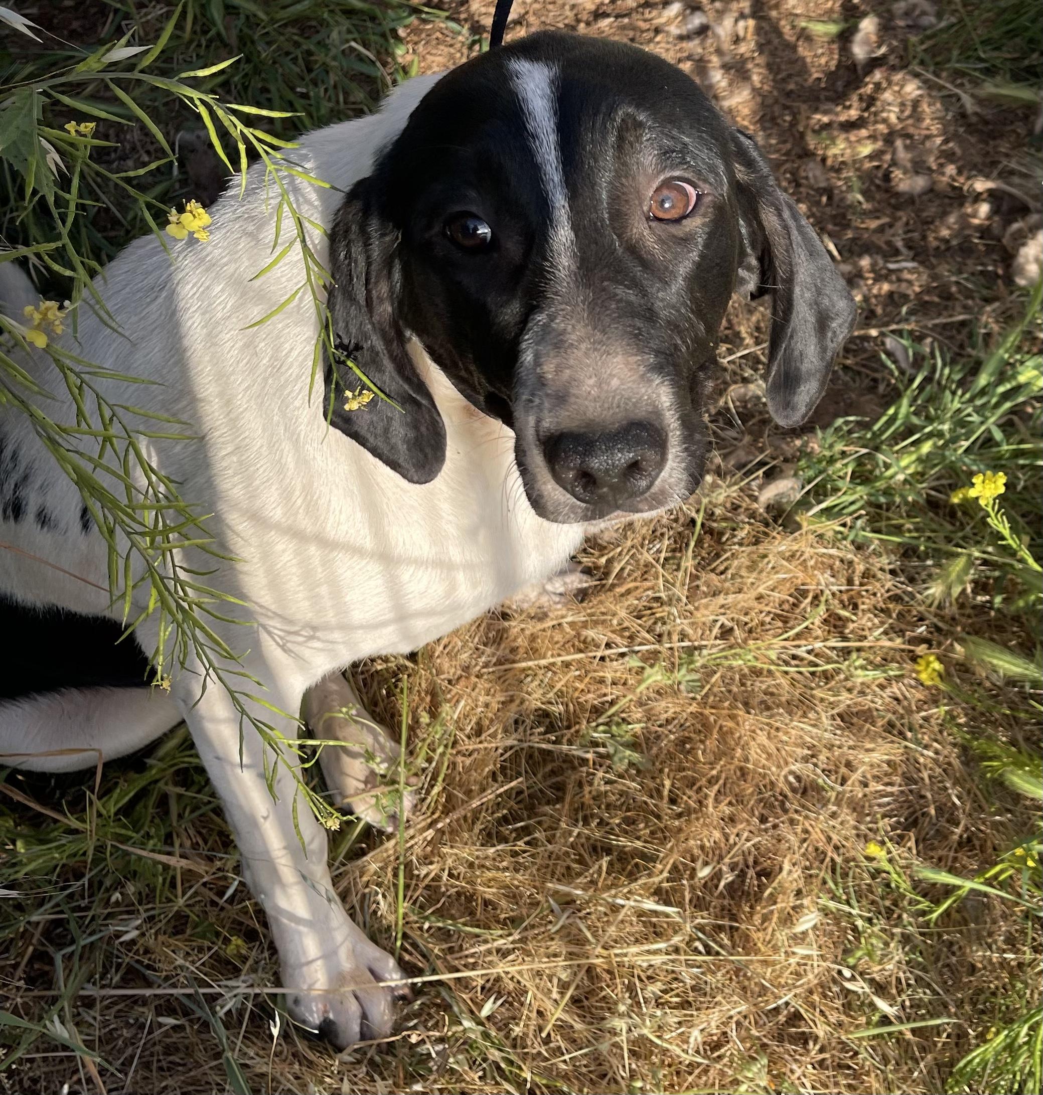 Enlarge Brutus 0224, a Adoptable mixed breed in Sonora, CA image 3/6