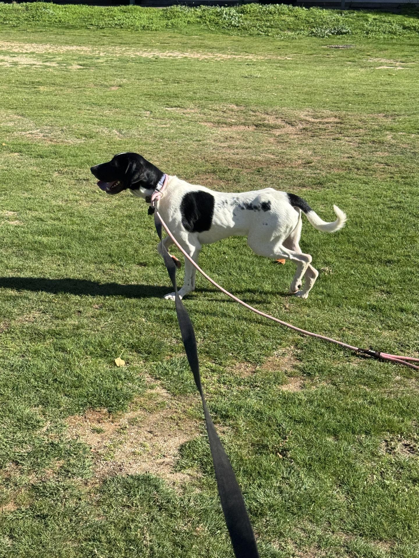 Enlarge Brutus 0224, a Adoptable mixed breed in Sonora, CA image 2/6