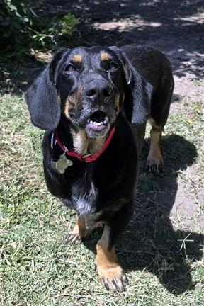 Enlarge CARLA - ADOPTION PENDING!, a Adoptable mixed breed in Mays Landing, NJ image 1/3