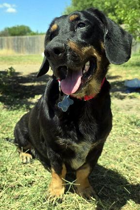 Enlarge CARLA - ADOPTION PENDING!, a Adoptable mixed breed in Mays Landing, NJ image 2/3