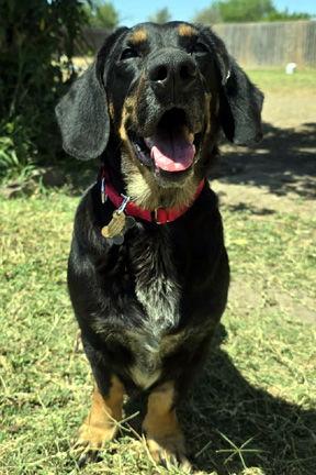 Enlarge CARLA - ADOPTION PENDING!, a Adoptable mixed breed in Mays Landing, NJ image 3/3