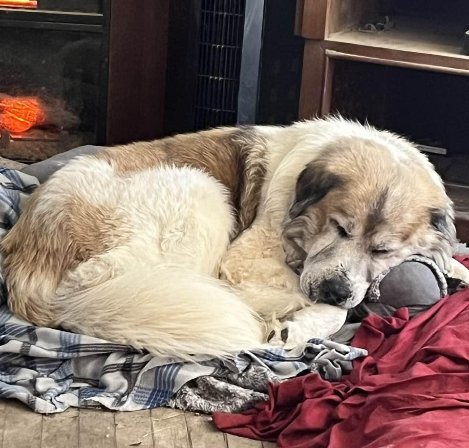 Bruno, Adoptable, Senior Male Great Pyrenees.