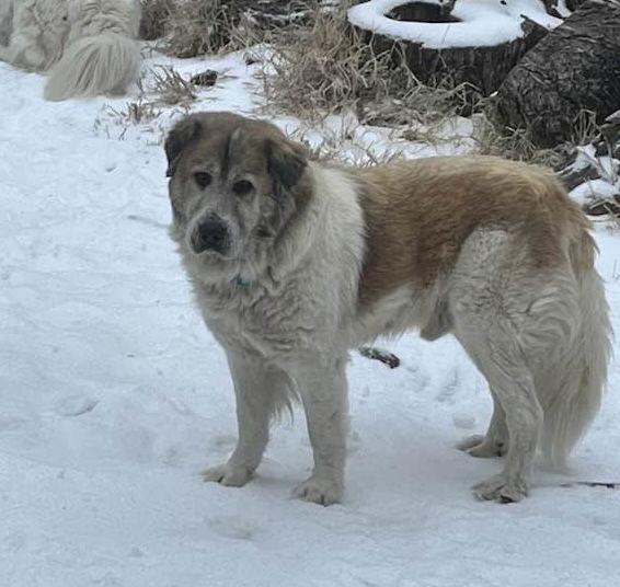 Bruno, a Adoptable Great Pyrenees in Garland, TX image 2/3