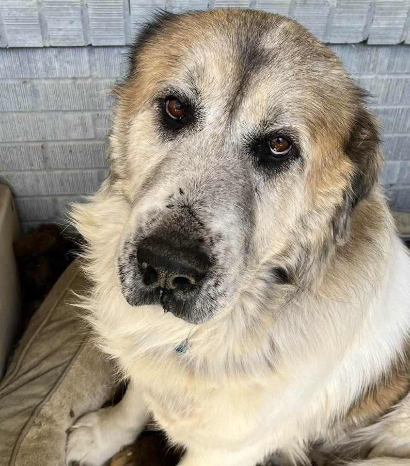 Bruno, a Adoptable Great Pyrenees in Garland, TX image 3/3